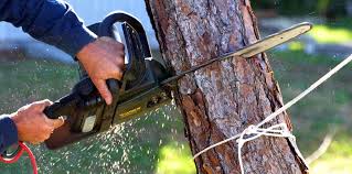 Best Lawn Pest Prevention  in Sedro Woolley, WA