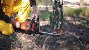 Best Commercial Tree Services  in Sedro Woolley, WA