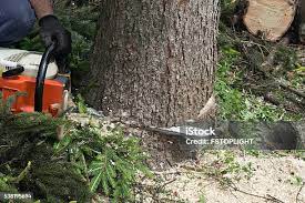 Best Fruit Tree Pruning  in Sedro Woolley, WA