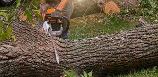 Best Tree Maintenance Programs  in Sedro Woolley, WA