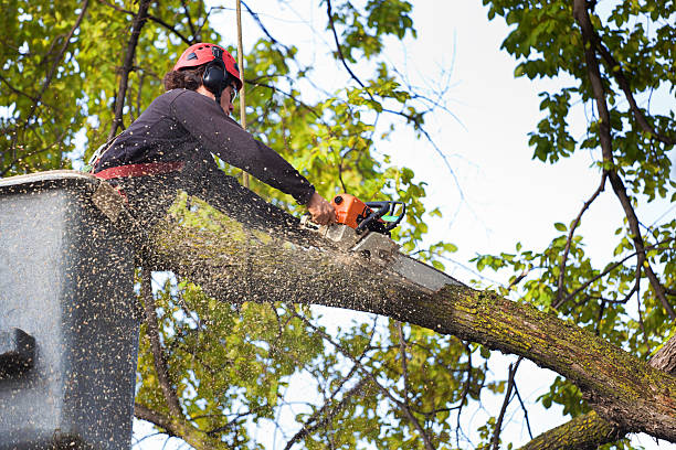 Best Pest Control for Lawns  in Sedro Woolley, WA