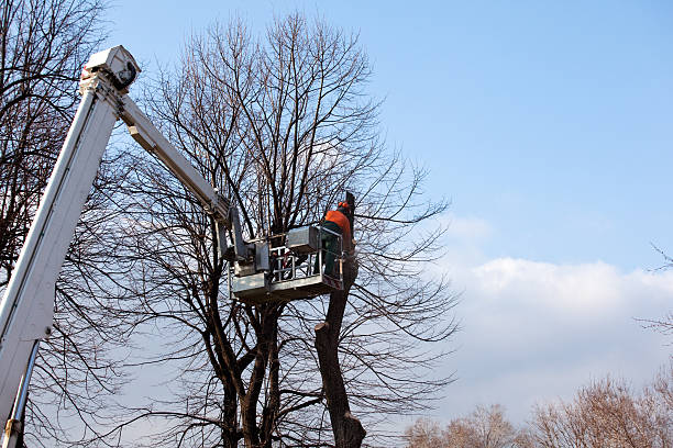 Best Firewood Processing and Delivery  in Sedro Woolley, WA