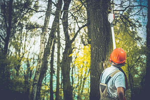 Best Stump Grinding and Removal  in Sedro Woolley, WA